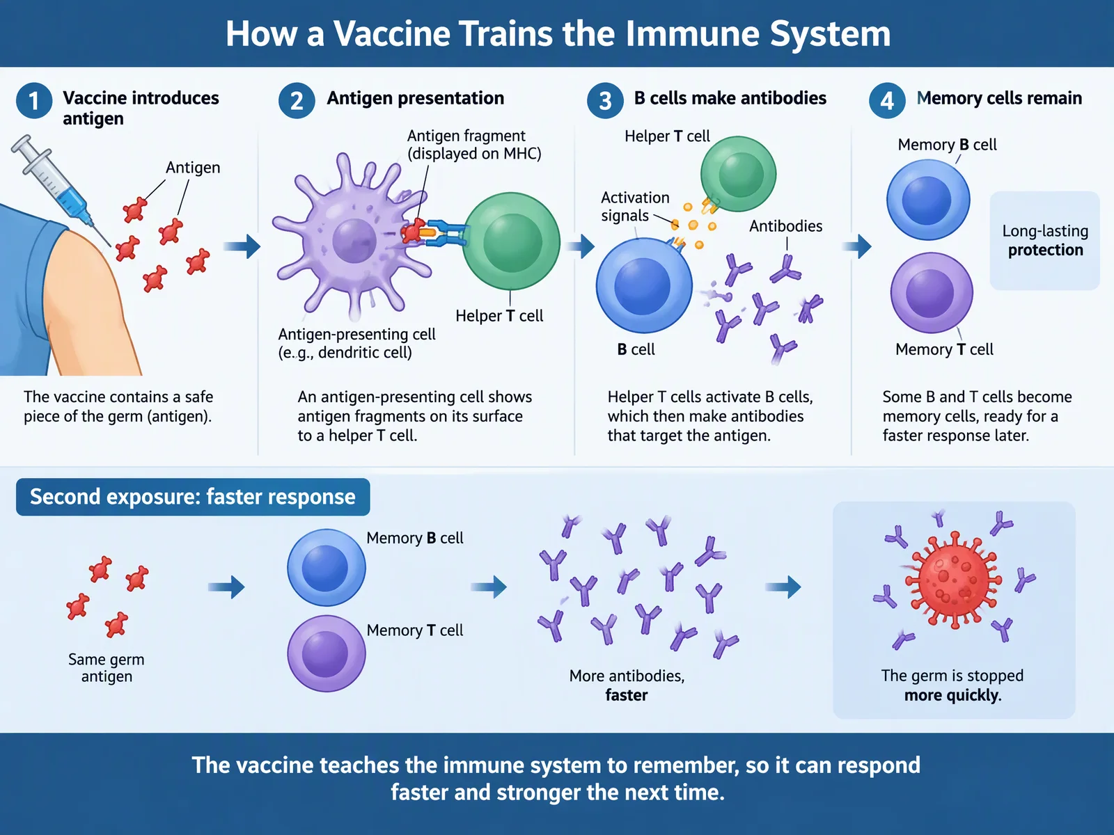 How a vaccine trains the immune system, version 1